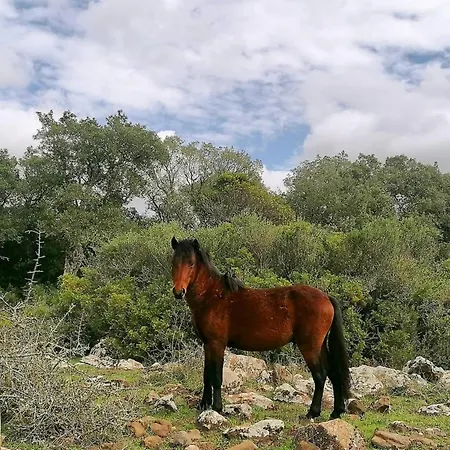 Bed & Breakfast Casa Susanna Rural Sardinia