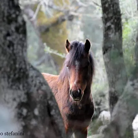 Casa Susanna Rural Sardinia Sini